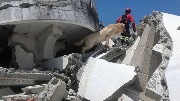 エクアドル地震　救助犬「ダイコ」ガレキの下から7人無事救出後　疲労のため死す - Sputnik 日本