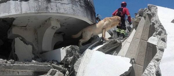 エクアドル地震　救助犬「ダイコ」ガレキの下から7人無事救出後　疲労のため死す - Sputnik 日本