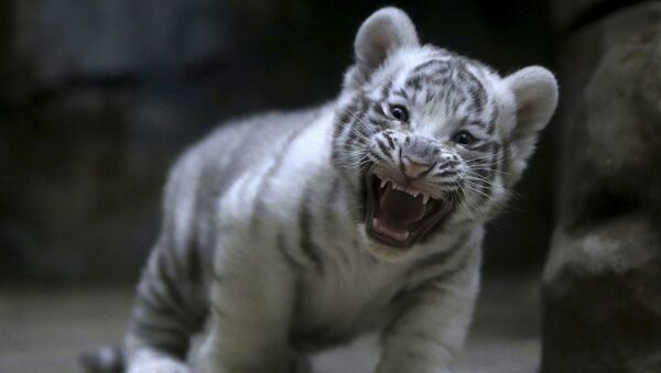 鳴いている 生まれたばかりの赤ちゃんトラ。 - Sputnik 日本