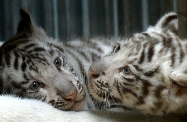 母親の近くでくつろぐ生後２ヶ月の赤ちゃんトラ。 - Sputnik 日本