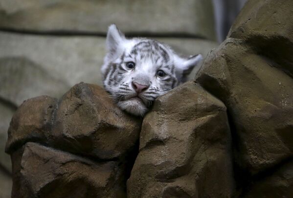 檻の中でくつろぐ赤ちゃんトラ。 - Sputnik 日本