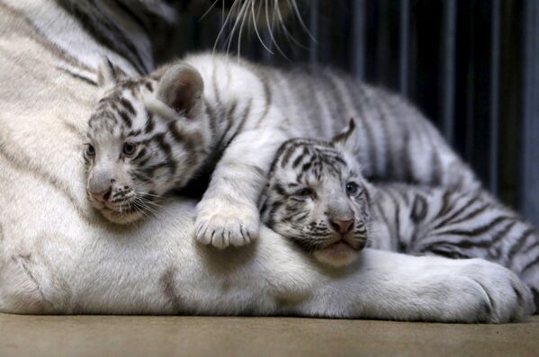 母親トラの腕の上でうとうとする赤ちゃんトラ。 - Sputnik 日本