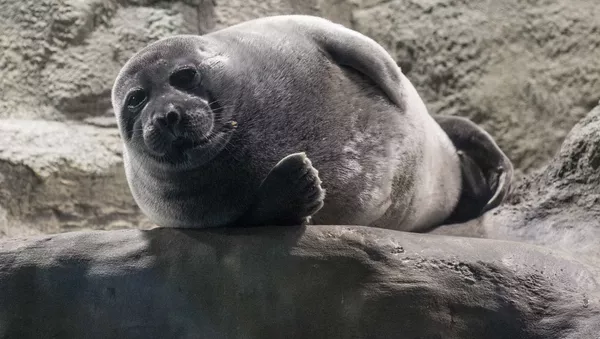 アザラシ