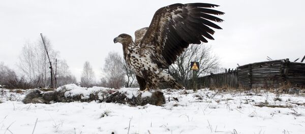 Орел на фоне заброшенного дома в белорусской деревне Дронки Орел на фоне заброшенного дома в белорусской деревне Дронки - Sputnik 日本