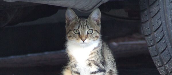 ノラ猫 ノラ猫 - Sputnik 日本