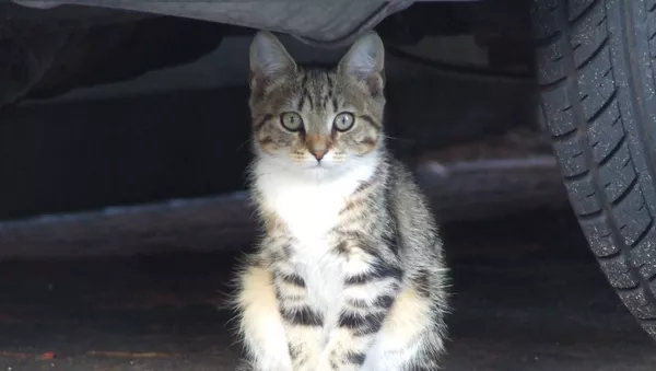 ノラ猫 - Sputnik 日本