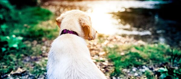 犬が山で迷子になった少年を2日にわたって温める 犬が山で迷子になった少年を2日にわたって温める - Sputnik 日本