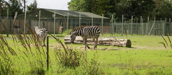 ノルウェー動物園、来園者の目前でシマウマ頭部が切断、トラの餌に - Sputnik 日本