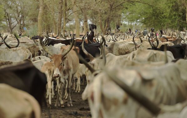 スーダン、牛の群れの中に若い女性 - Sputnik 日本