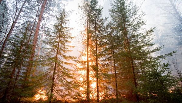 カナダ当局　森林火災により８万人を避難 - Sputnik 日本