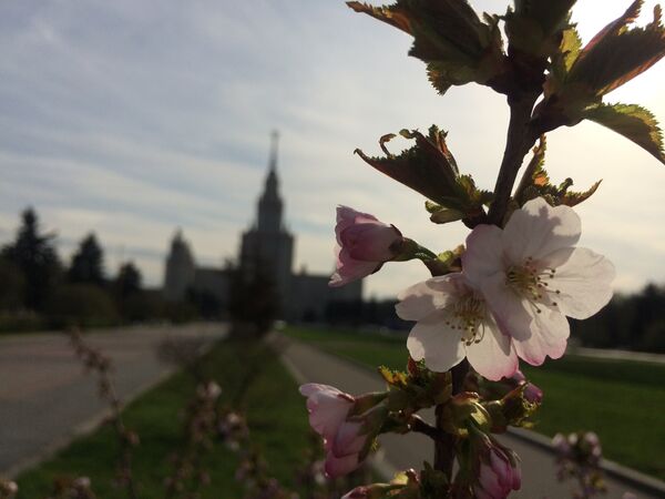 モスクワの桜 - Sputnik 日本