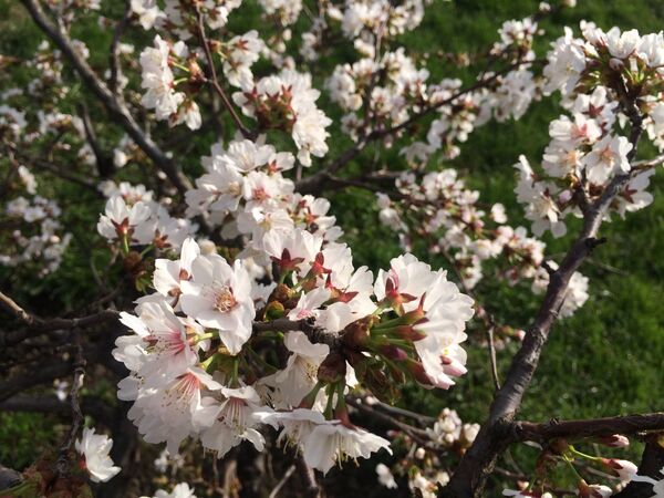 モスクワの桜 - Sputnik 日本