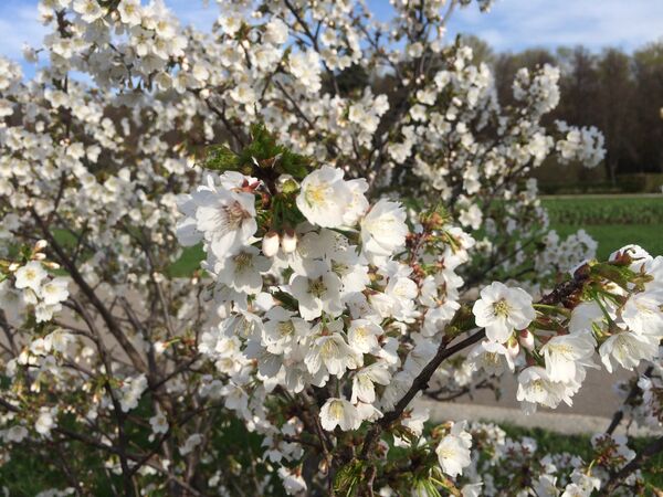 モスクワの桜 - Sputnik 日本