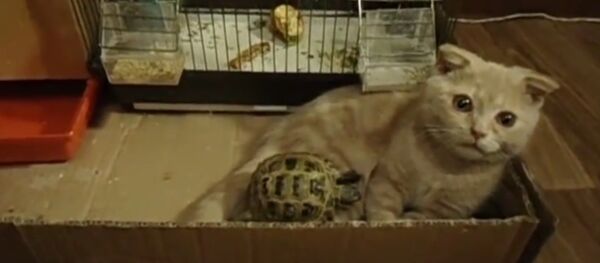 動物の奇跡的な友情：猫ちゃんとカメくん - Sputnik 日本