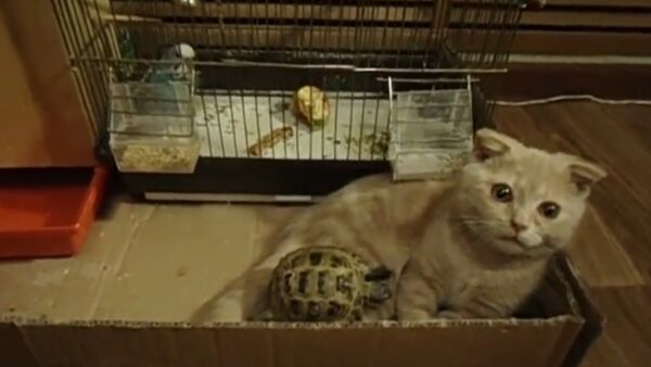 動物の奇跡的な友情：猫ちゃんとカメくん - Sputnik 日本