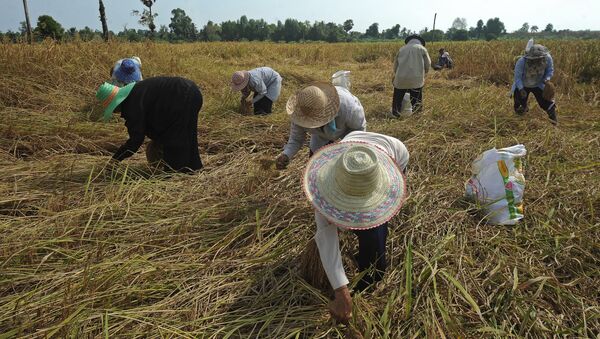 Thai farmers harvest rice at a field in the Takbai district of Thailand's restive southern province of Narathiwat on March 17, 2016 - Sputnik 日本
