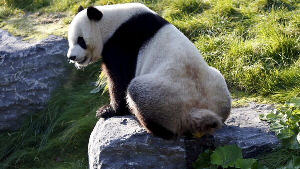 パンダがヤギを喰らう、中国農村部【写真】 - Sputnik 日本