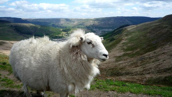 Sheep in Wales - Sputnik 日本