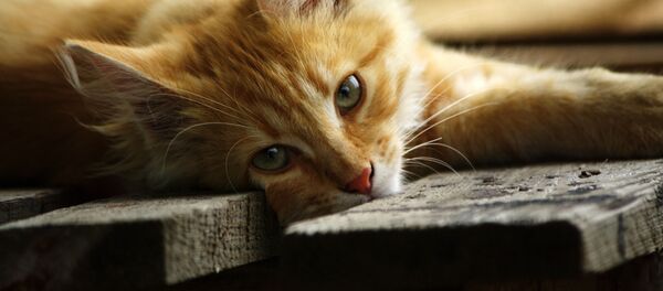 尾道市美術館に入りたいネコ2匹、露リゾート都市がゲストに招待 尾道市美術館に入りたいネコ2匹、露リゾート都市がゲストに招待 - Sputnik 日本