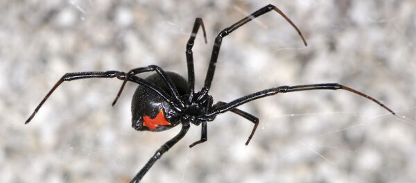 クロゴケグモ クロゴケグモ - Sputnik 日本