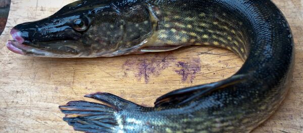 カマス - Sputnik 日本