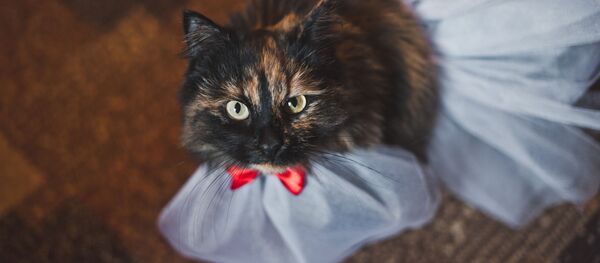 猫 猫 - Sputnik 日本