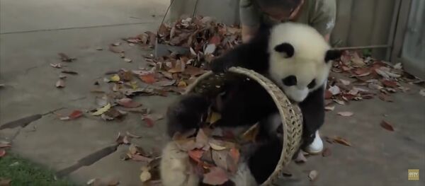 子パンダと一緒に掃除は無理 - Sputnik 日本
