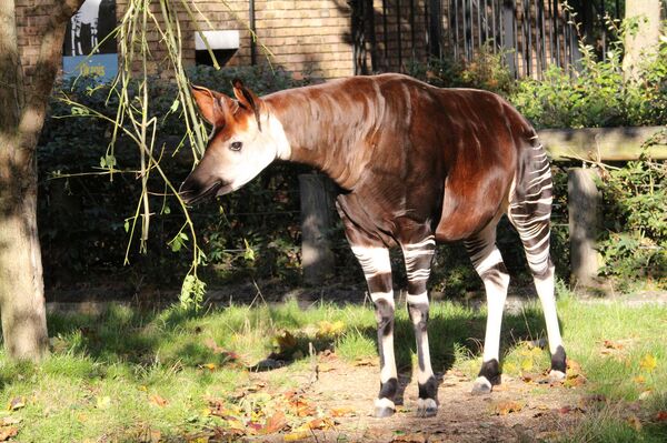オカピ - Sputnik 日本