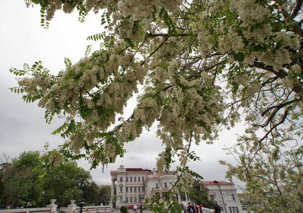 白いアカシアが咲く、ルナチャルスキー記念アカデミーロシア演劇劇場の前で、セバストーポリ - Sputnik 日本