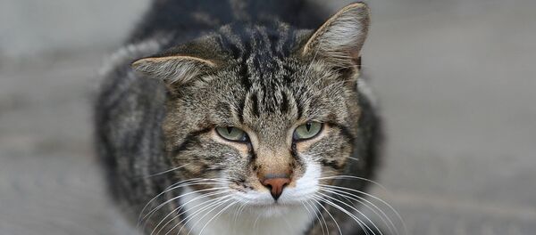 猫 - Sputnik 日本