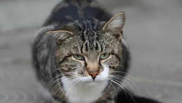 猫 - Sputnik 日本
