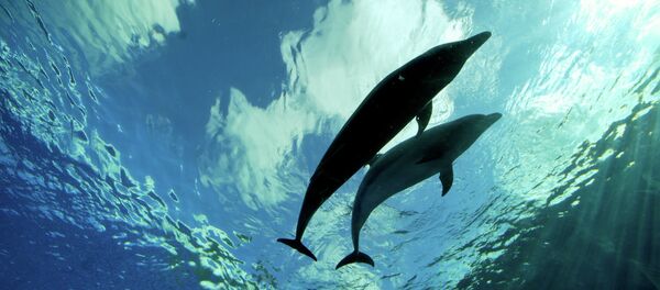 イルカ イルカ - Sputnik 日本