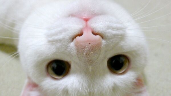 日本の猫バレエダンサーが世界中のインターネットユーザーの心を釘付に - Sputnik 日本
