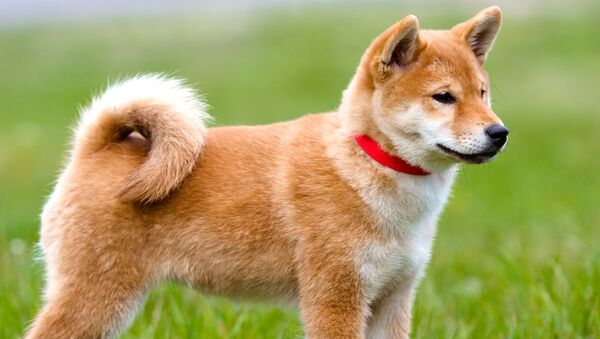 ナツとフユ、日本で一番仲良しの犬 - Sputnik 日本