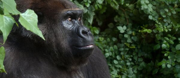 ゴリラ - Sputnik 日本