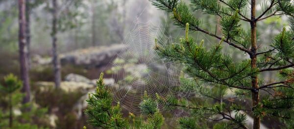 森林 森林 - Sputnik 日本
