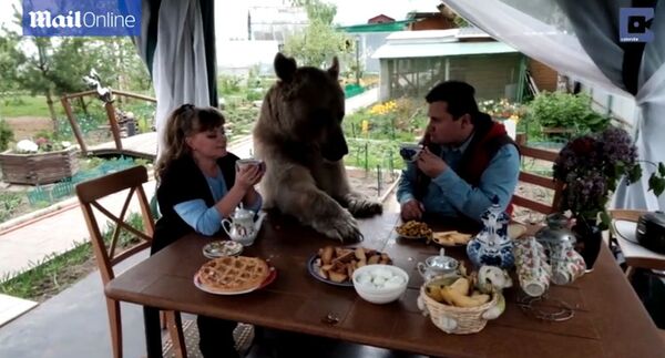 ロシア人家族と20年一緒に住んでいる熊 - Sputnik 日本