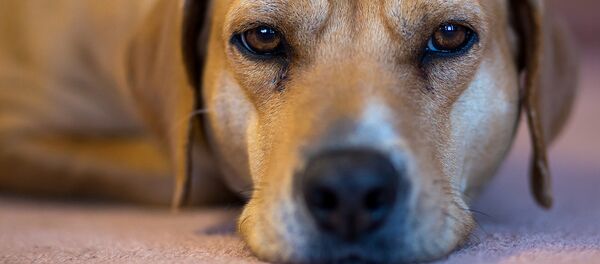 犬 - Sputnik 日本