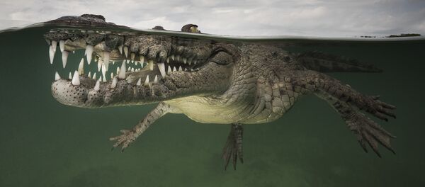 オーストラリアでワニが女性を海に引きずり込む - Sputnik 日本