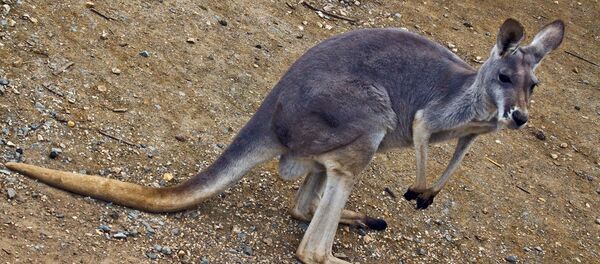 カンガルー - Sputnik 日本