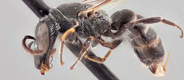 Chilicola charizard Chilicola charizard - Sputnik 日本