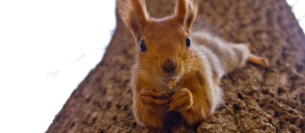 リス(アーカイブ写真) リス(アーカイブ写真) - Sputnik 日本