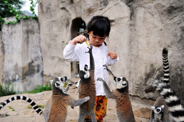 中国東部山東省の公園内でキツネザルに餌付け - Sputnik 日本