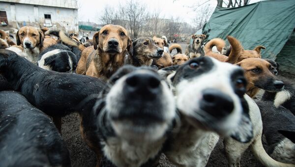 ニュージャージー州の家族　２７６匹の犬を飼う - Sputnik 日本