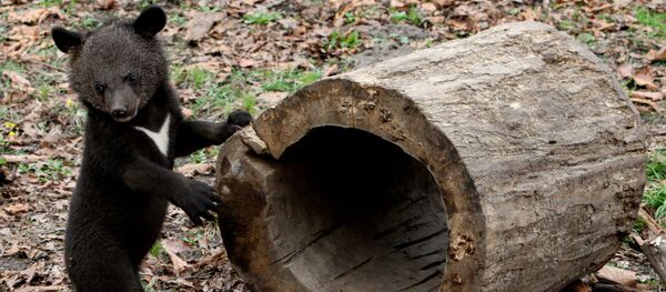 子熊が演習中のフィンランド軍人３千を恐怖のどん底に - Sputnik 日本