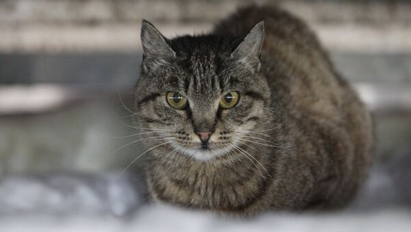 ロシアの厳冬。ロシア人が凍りつき地面に貼りついた猫を救助 - Sputnik 日本