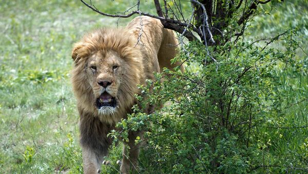 日本のメディア：動物プロダクションでライオンにかまれ、男女２人重傷 - Sputnik 日本
