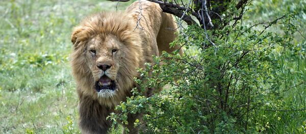 ライオン ライオン - Sputnik 日本