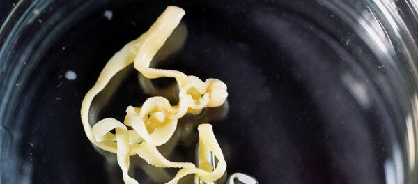 サナダムシ - Sputnik 日本