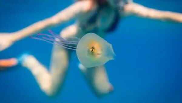 クラゲの体内で生きる魚 - Sputnik 日本